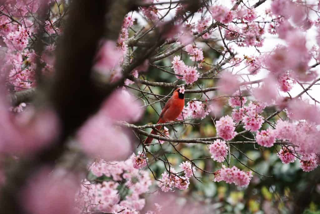 cardinal eating cherry blossom tree