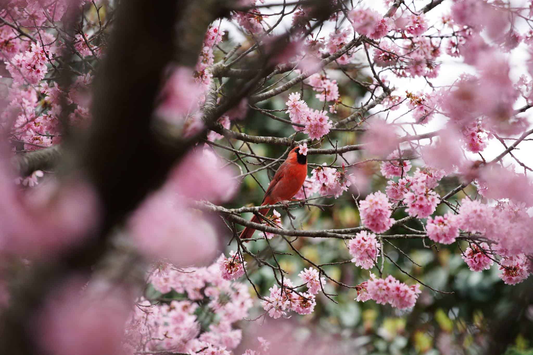 plants to attract northern cardinals include cherry trees