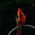 a northern cardinal perched on shepherd's hook