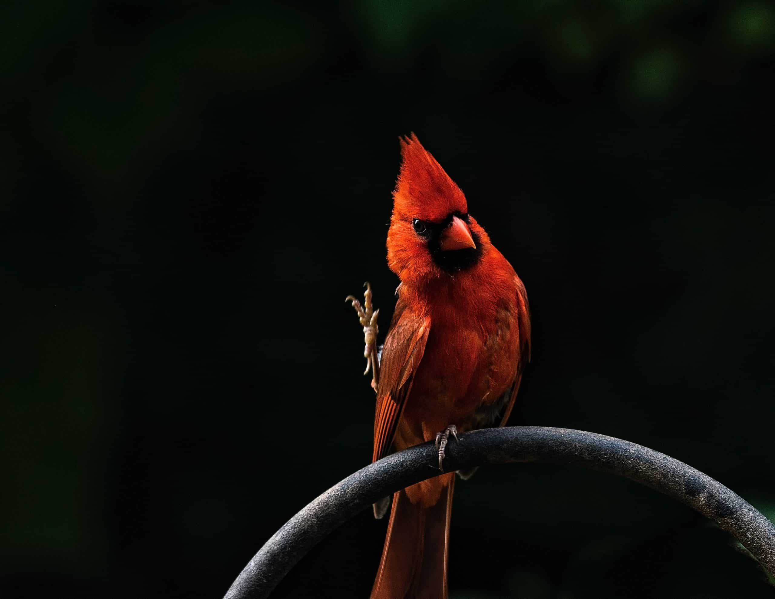 a northern cardinal perched on shepherd's hook