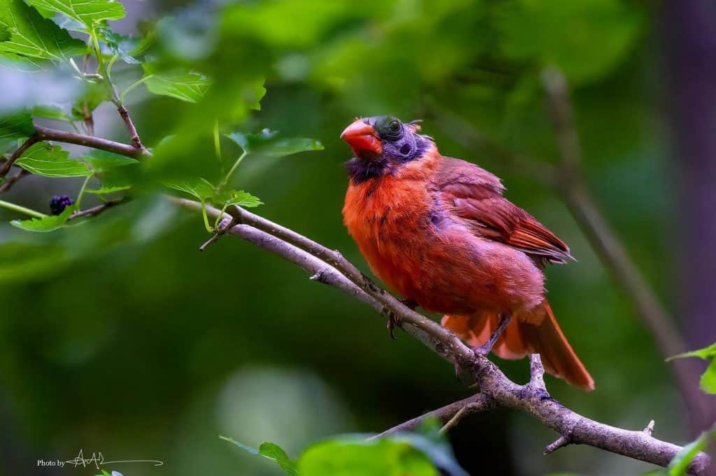 bald-headed cardinal without crest perched in a tree