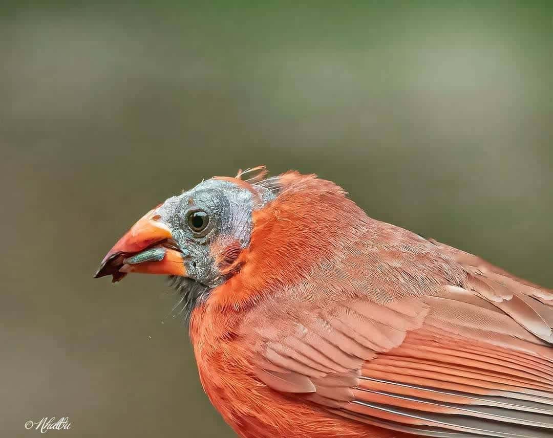 cardinals without crest including this bald red male cardinal
