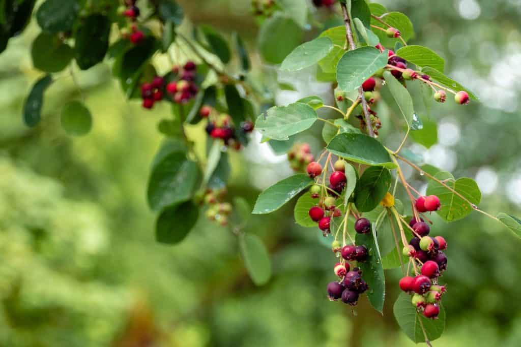 Elderberry tree closup showing berries
