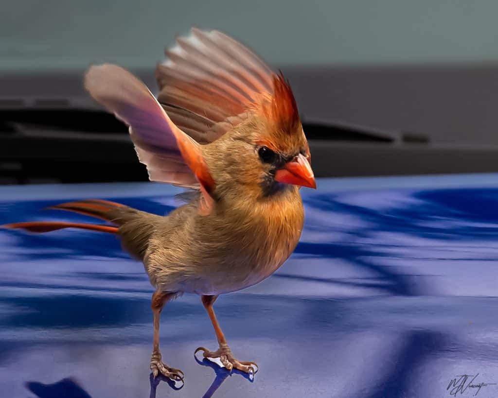 female cardinal with wings outstretched