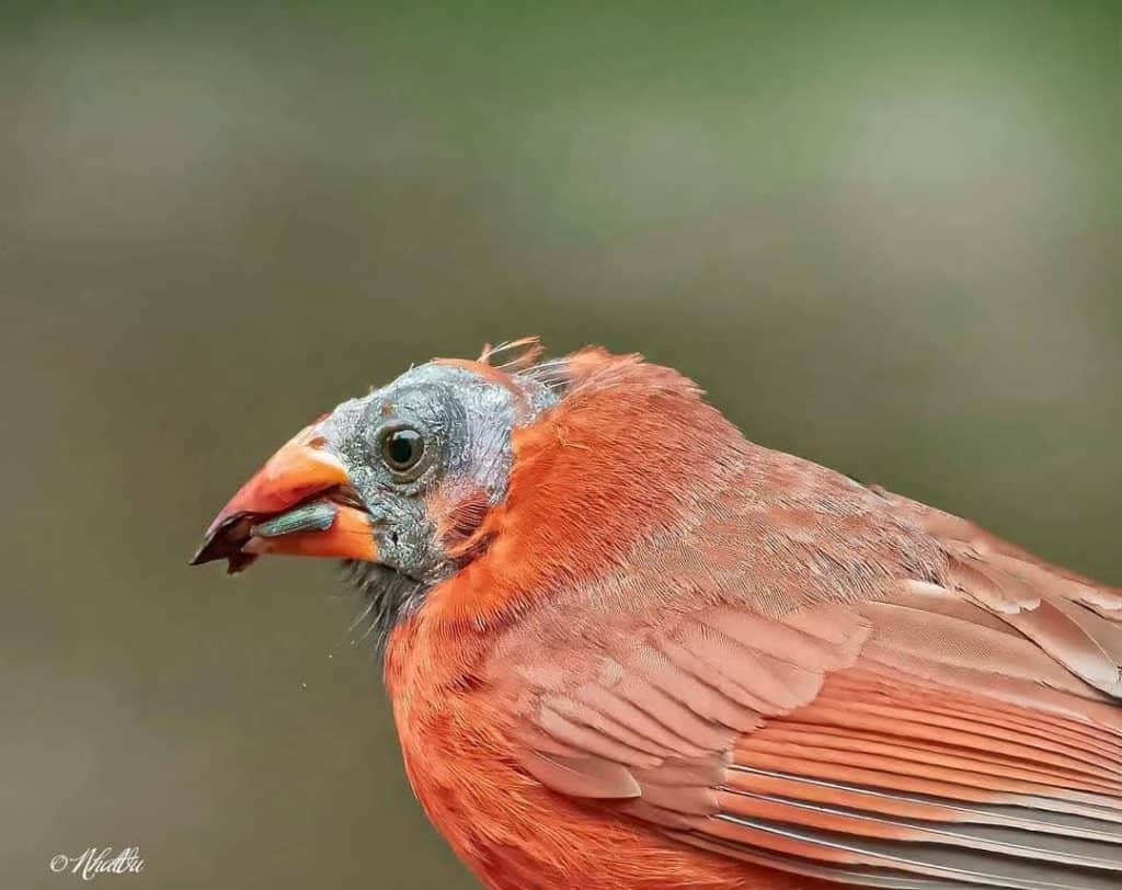 molting male cardinal sporting bald head