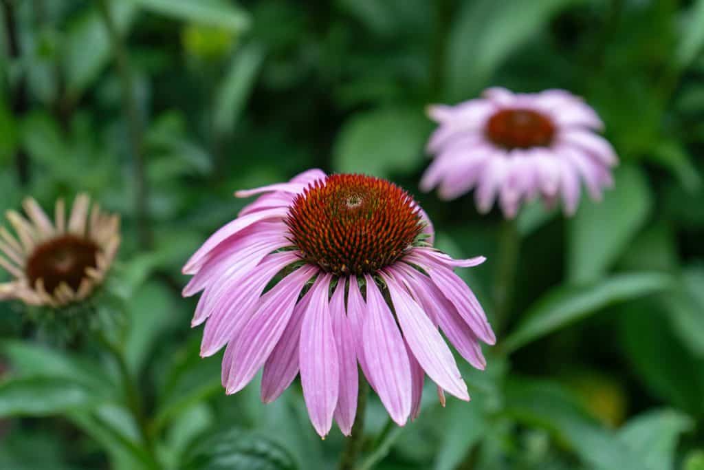 flowers to attract cardinals include purple coneflower
