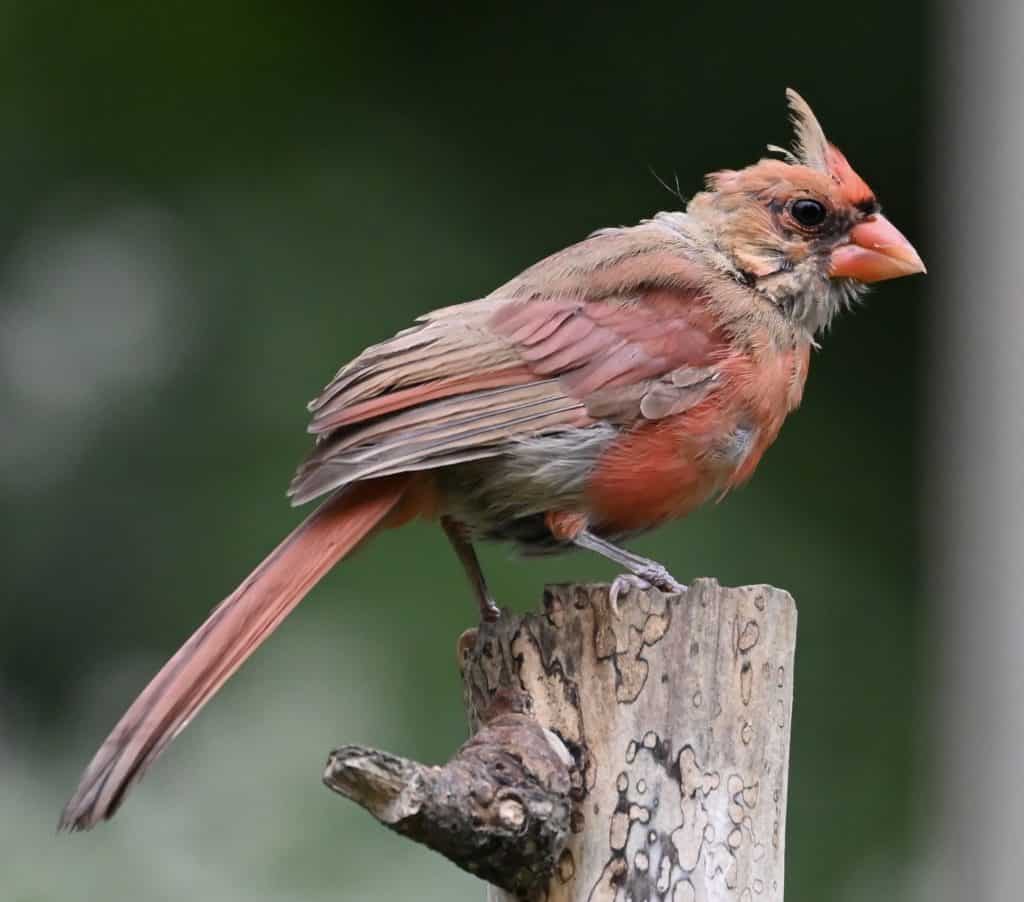 red male cardinal without crest