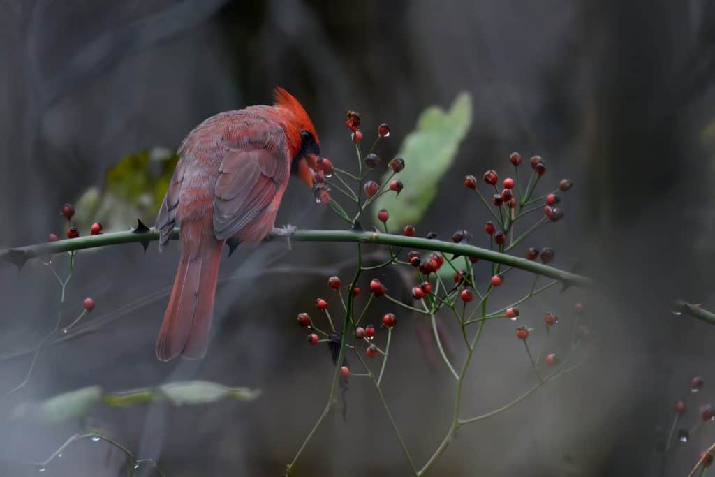 trees that attract cardinals like this shrub sporting an immense amount of ripe berries