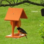 bird feeder camera recording oriole feeder