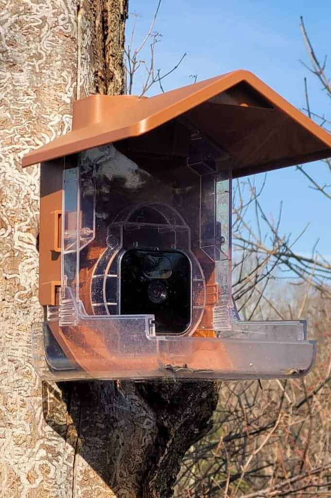 Wasserstein bird feeder camera case with blink camera mounted to a tree in my yard