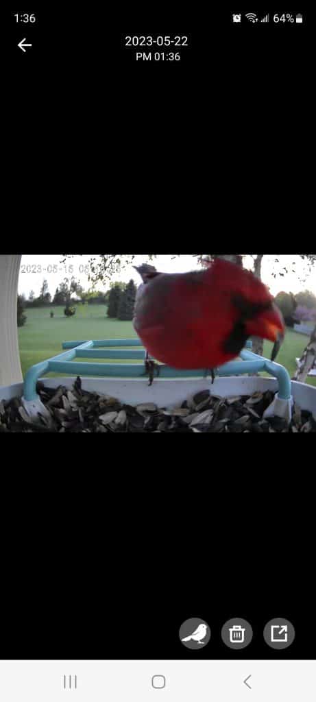 AUXCO smart bird feeder identifies cardinal