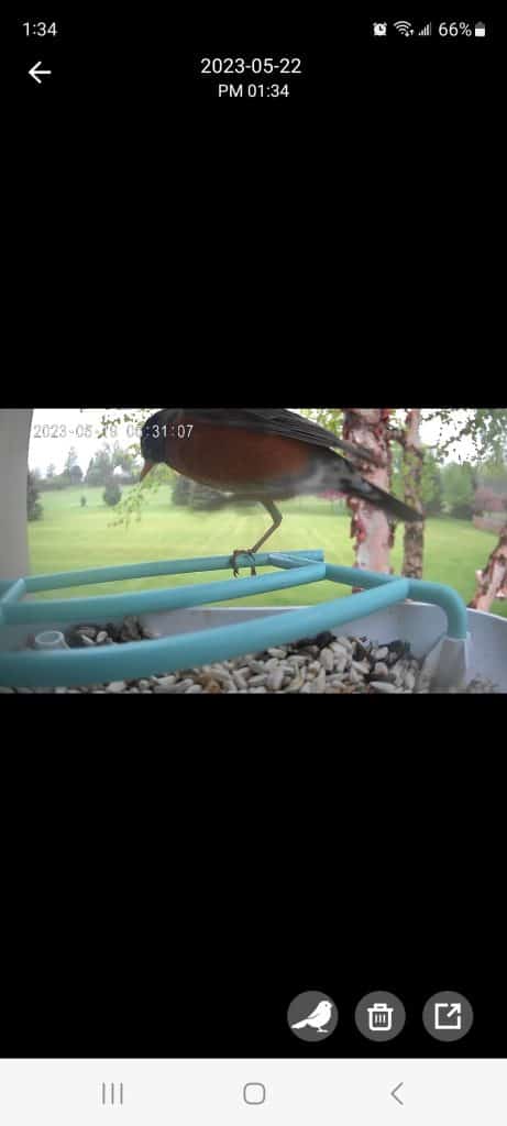 American robin accurately identified via Auxco smart bird feeder