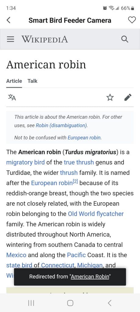 American robin  wikipedia page
