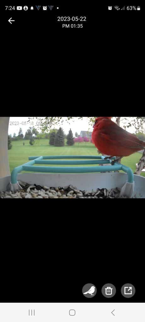 auxco smart bird feeder incorrect id