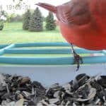 bird feeder camera by auxco with cardinal eating