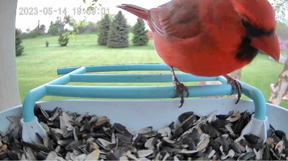 bird feeder camera by auxco with cardinal eating