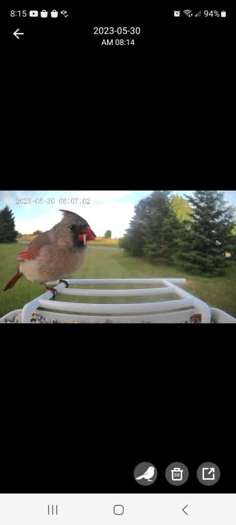 isYoung smart bird feeder IDs female cardinal