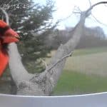 photo of isYoung smart bird feeder with cardinal