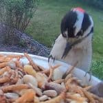 best smart bird feeder article downy woodpecker on feeder