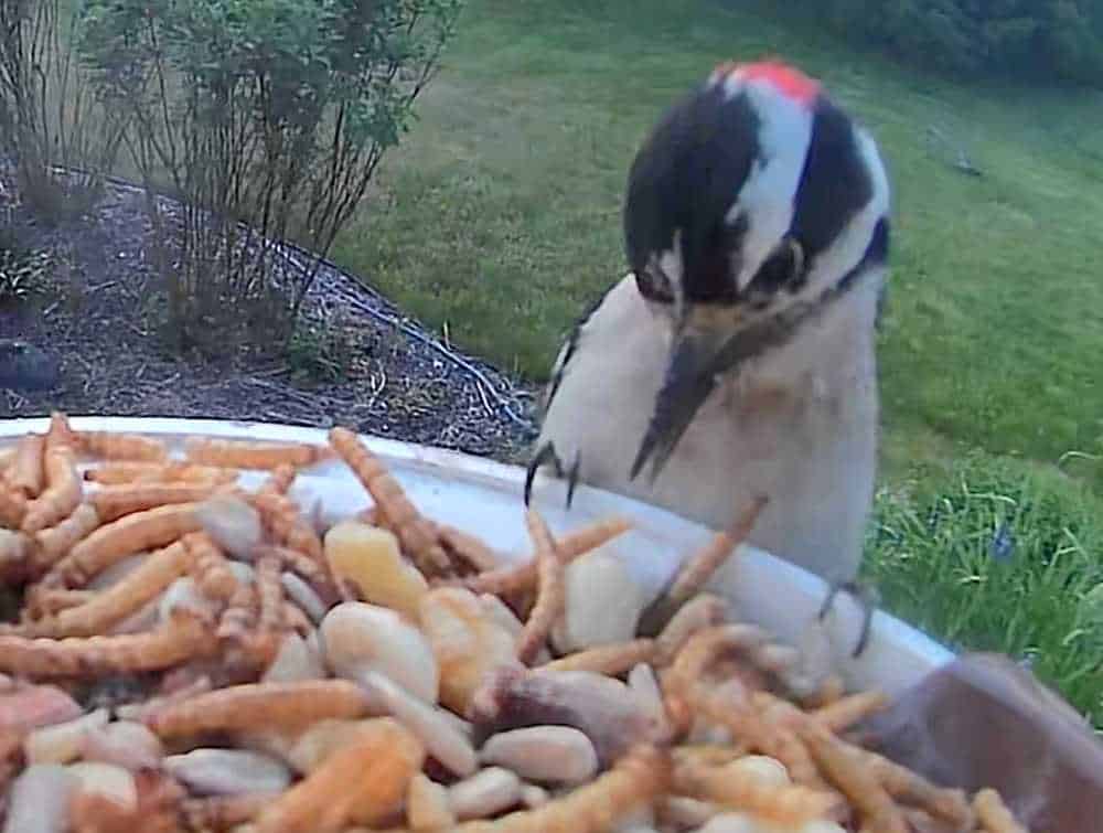 best smart bird feeder article downy woodpecker on feeder