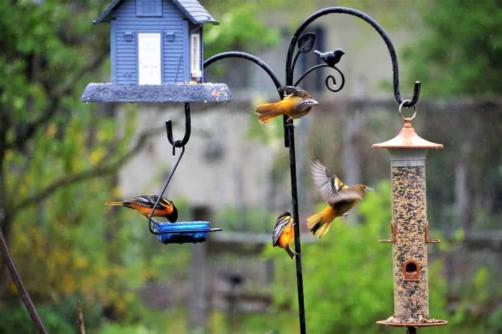 Bird feeder with lots of feeders and birds.