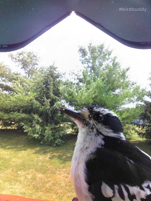 downy woodpecker captured on the Bird Buddy smart bird feeder