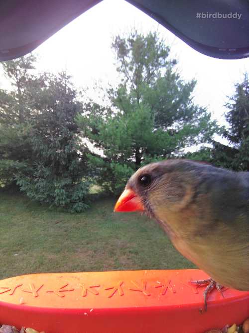 northern cardinal female captured on the Bird Buddy smart bird feeder