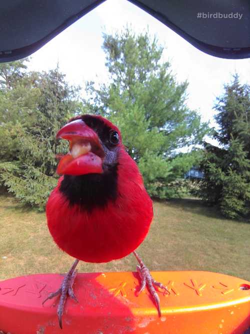 northern cardinal male captured on the Bird Buddy smart bird feeder