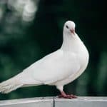pigeon symbolism portrayed by this white pigeon