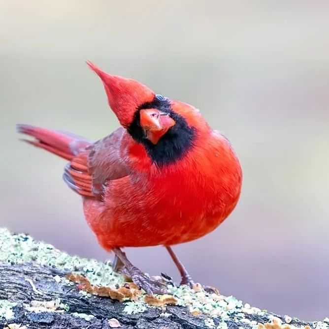 northern cardinal with his head cocked as if he's curious