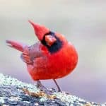a curious cardinal tipping his head
