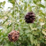 homemade pinecone bird feeders hanging from a tree
