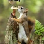keep squirrels out of feeder despite birds and squirrels being friends
