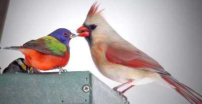 painted bunting and female northern cardinal on feeder togeteher