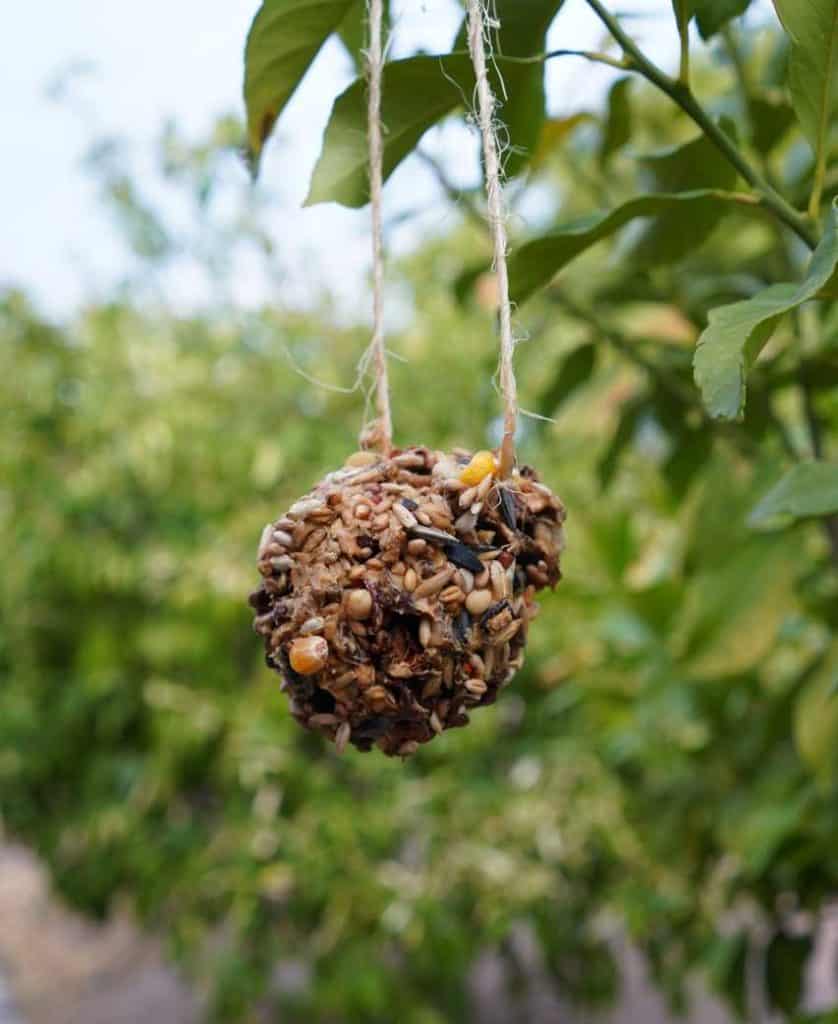 DIY pinecone feeder made from peanut butter hanging from a tree