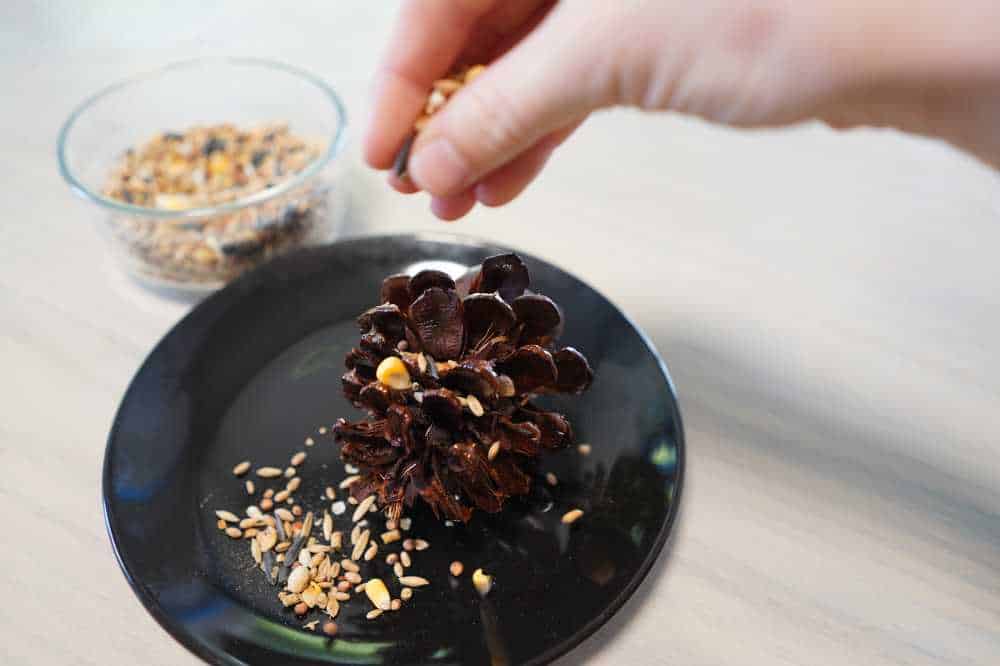 pinecone dipped in crisco and person sprinkling birdseed on top