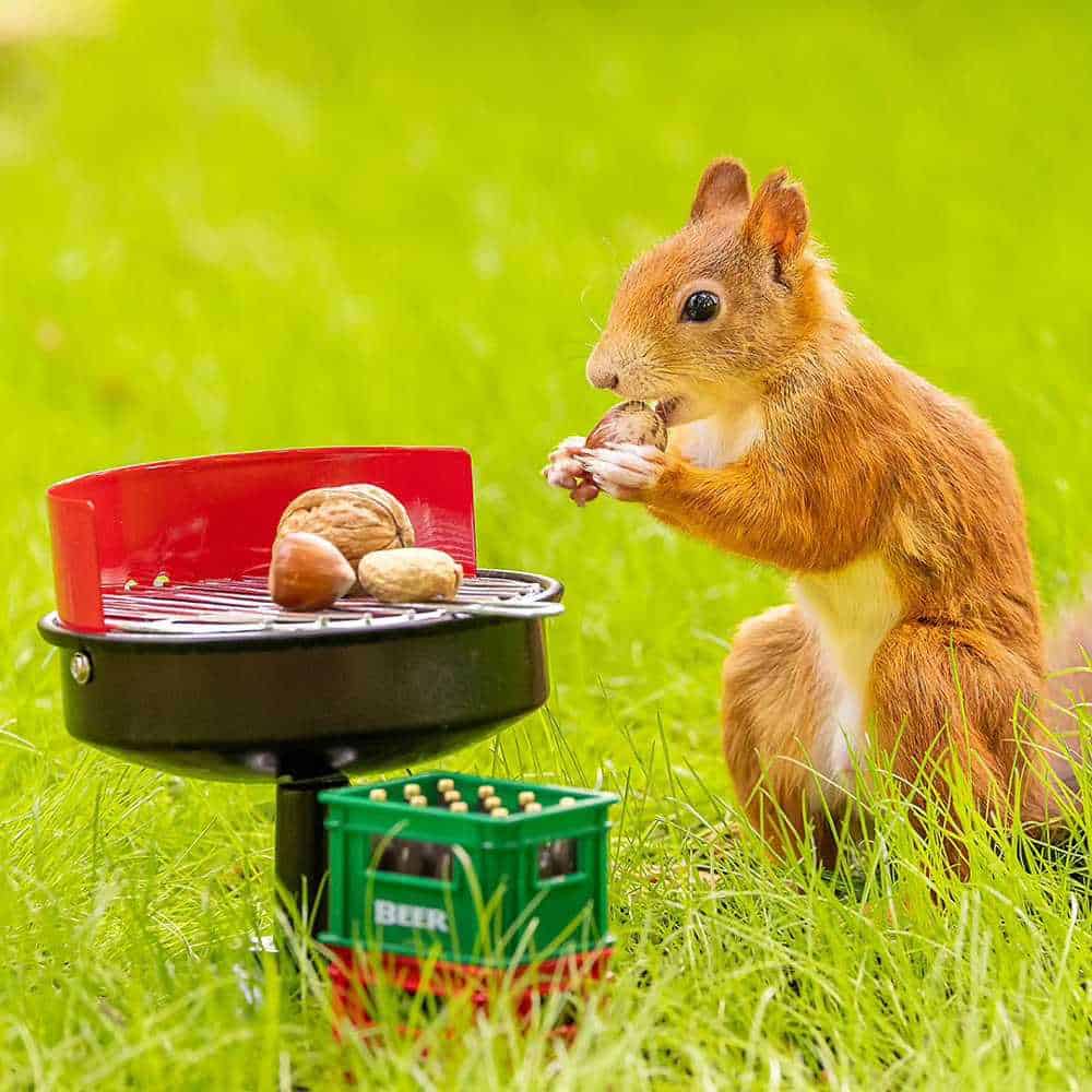 squirrel having a picnic
