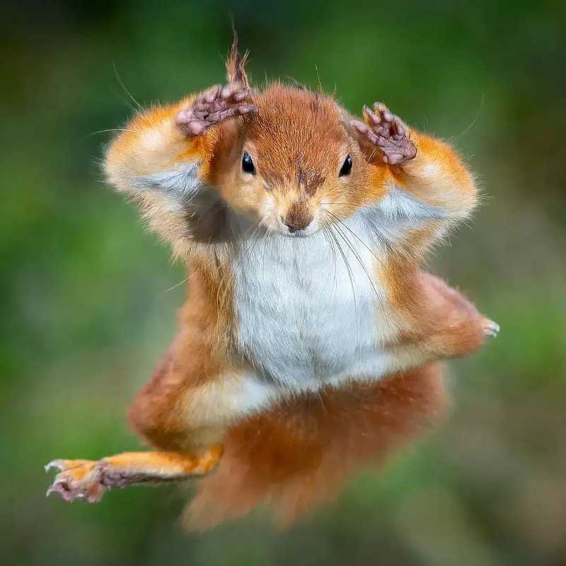 a squirrel flying through the air head on
