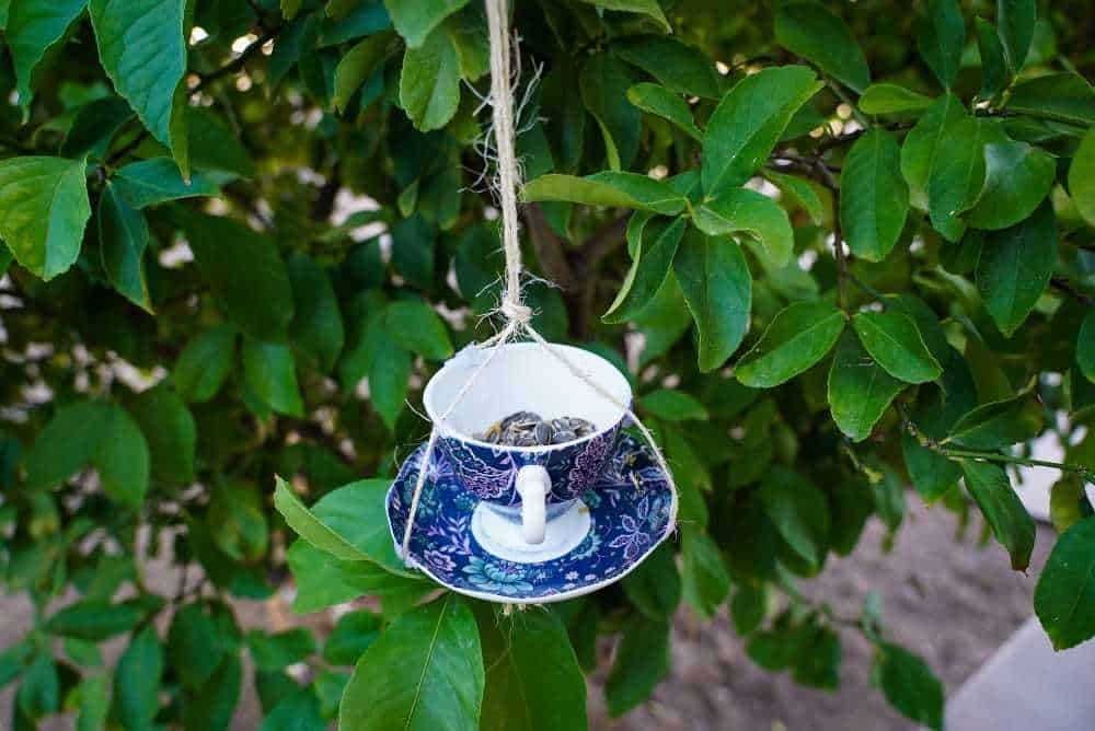 a teacup bird feeder hanging from a tree branch in a cradled style, and filled with birdseed.