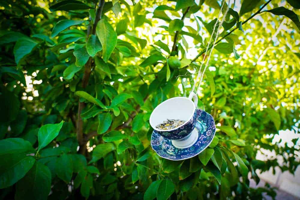 classic teacup bird feeder hanging from a tree branch and filled with birdseed.