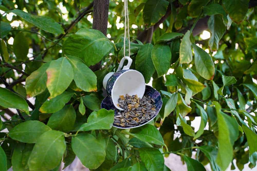 teacup bird feeder hanging in a tree