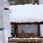 attract birds to feeder in winter like this bluebird flying to a bird feeder