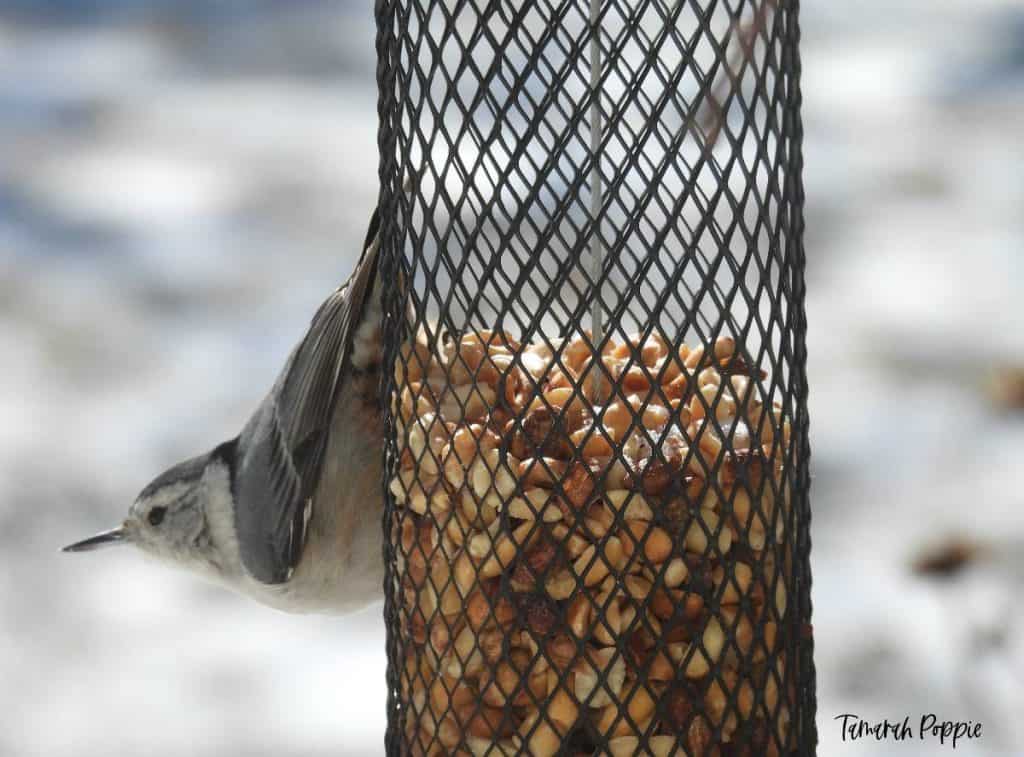 fall bird feeding with white breasted nuthatch on nut feeder