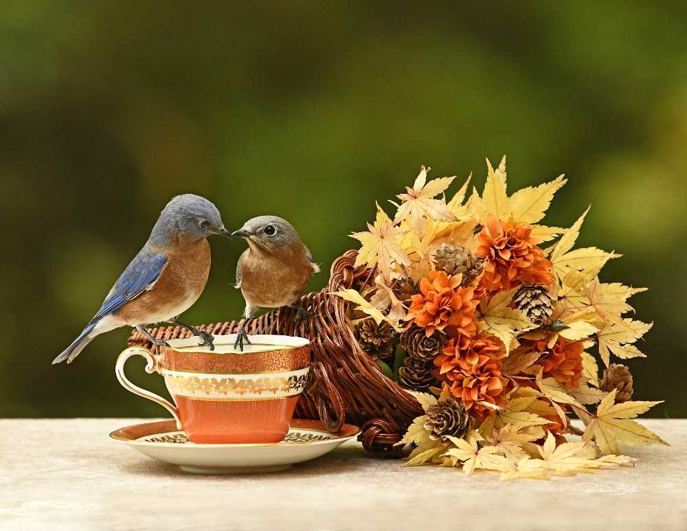 fall bird feeding represented by 2 eastern bluebirds with fall decor