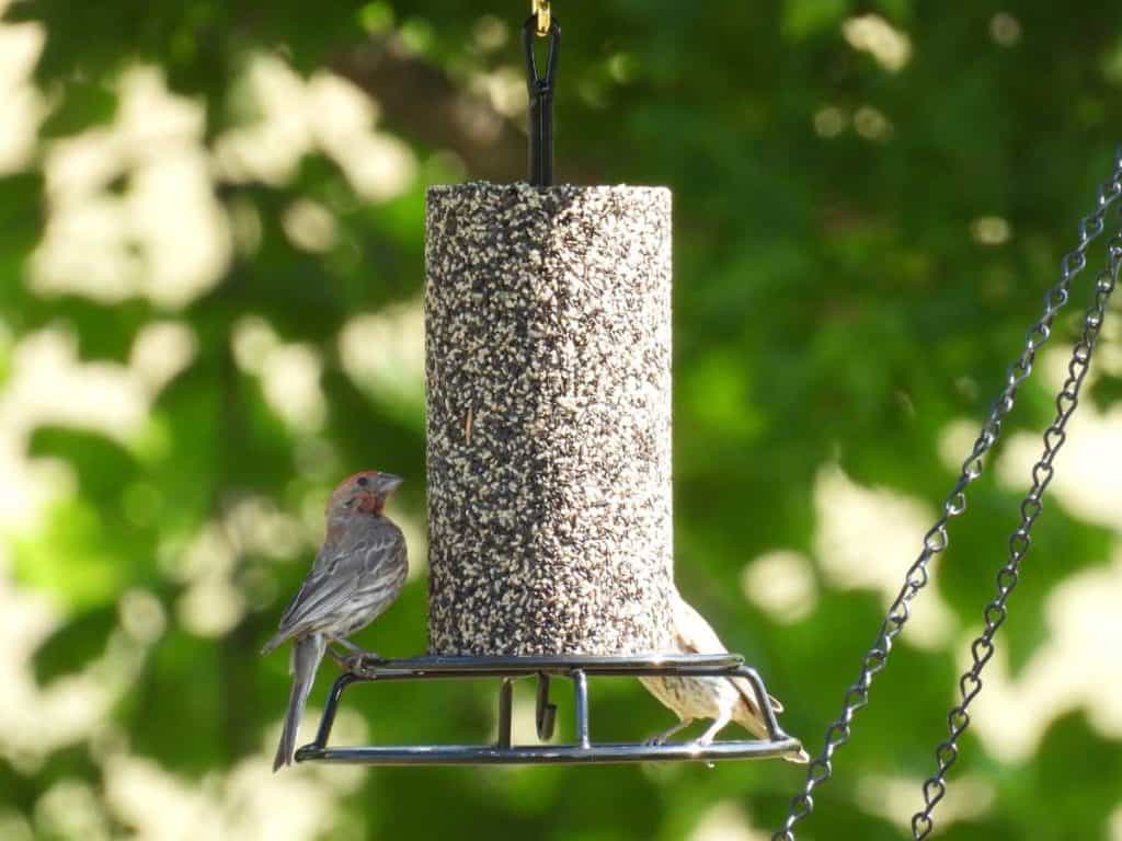 finches feeding from cylinder feeder with thistle seed