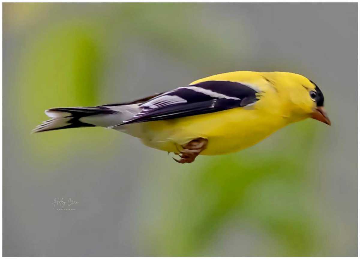 goldfinch migration bird flying like fast