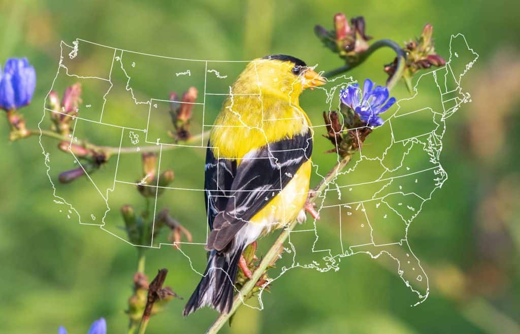 american goldfinch with us map background