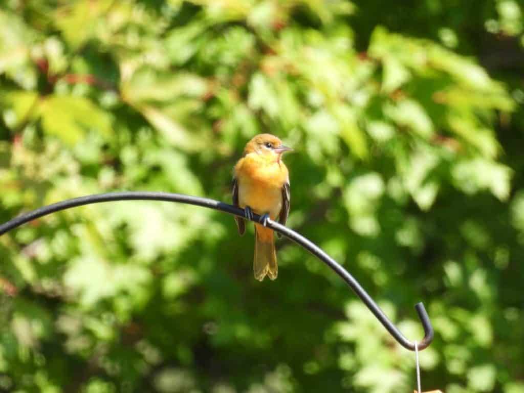 juvenile baltimore oriole perched on a rod iron shepherd's hook
