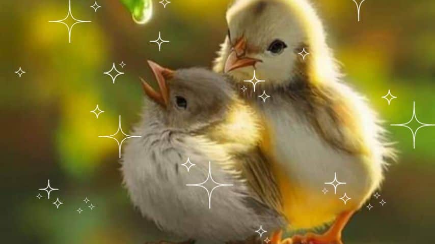 baby bird dream meaning shown by 2 baby birds with dreamy stars around them