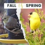 Photos of American goldfinch coloration in Fall vs Spring.
